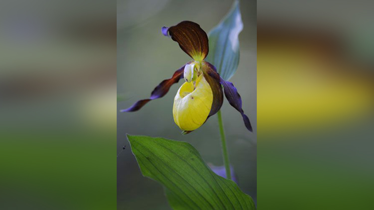 Lady’s Slipper Orchid (Cypripedioideae calceolus)