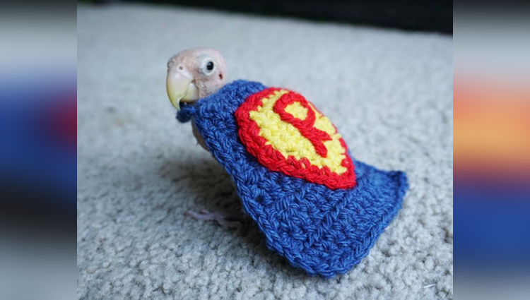 super bird