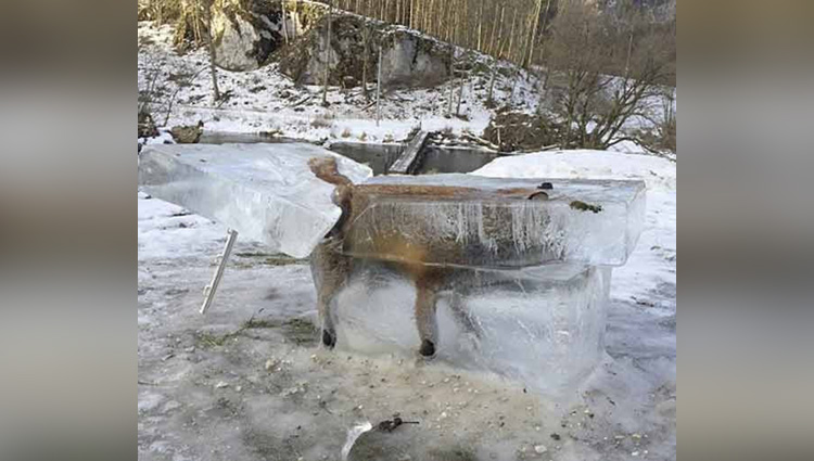 fox frozen in block of ice as temperature went minus degree in europe