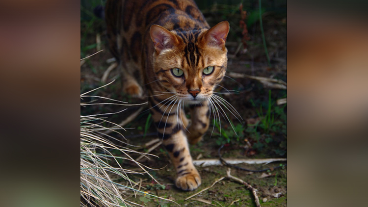viral pictures of this hot Bengal cat