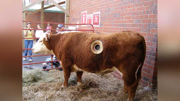 fistulated cows in america 