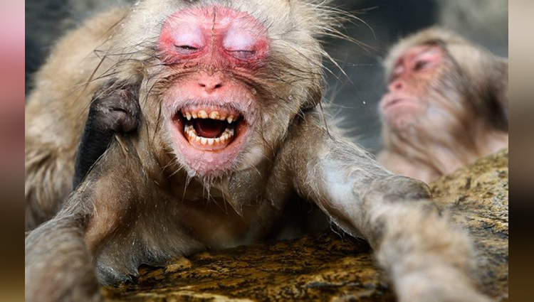 funny mouth of monkeys