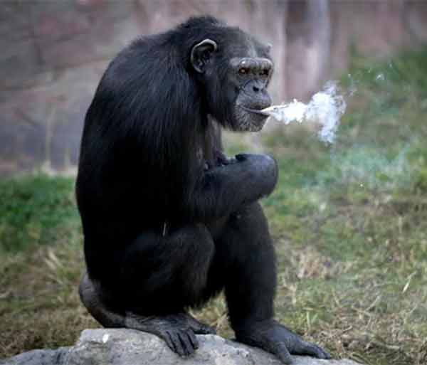 this chimpanzee smoke a full packet of cigarette