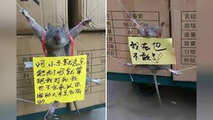 burglar rat punished by a shopkeeper