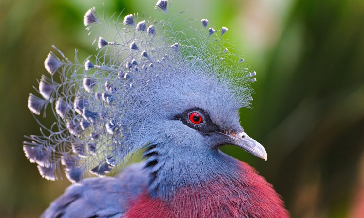 worlds most beautiful birds pictures