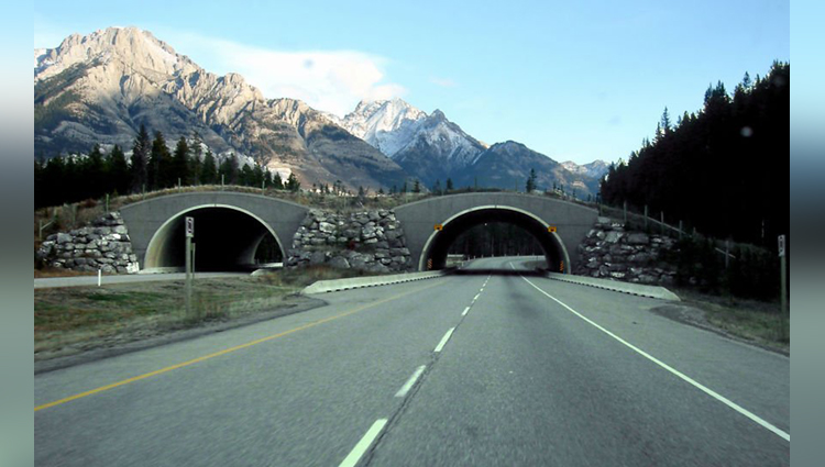 Animal Bridge In Alberta, Canada 