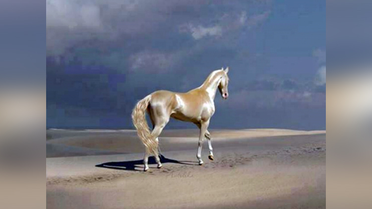 most beautiful horse in the world akhal teke