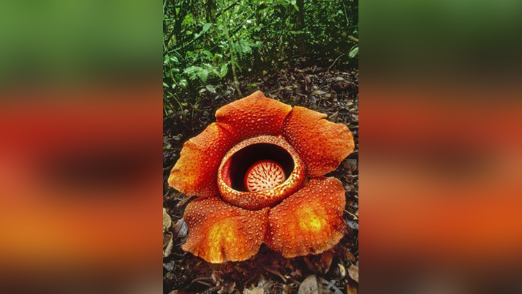 Corpse flower (Rafflesia arnoldii)