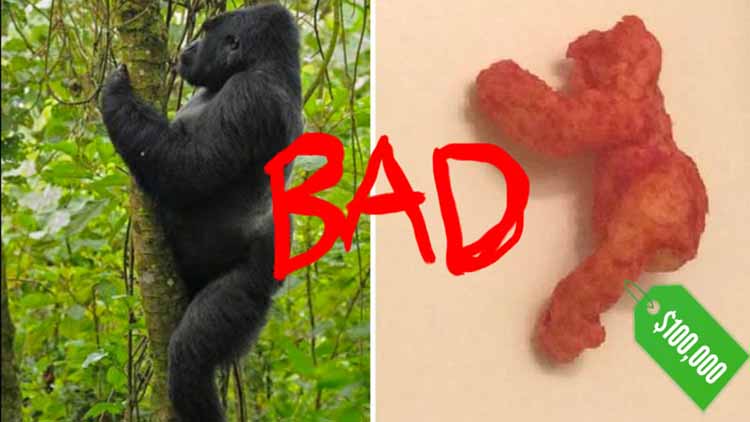 WTF?? Harambe Looking Cheetos Sold for $1,00,000 and We are not Going to Eat Them Ever Again...