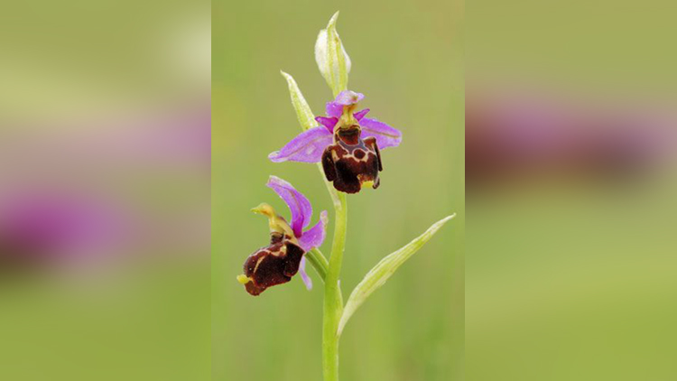 Woodcock Orchid (Ophrys linearis)