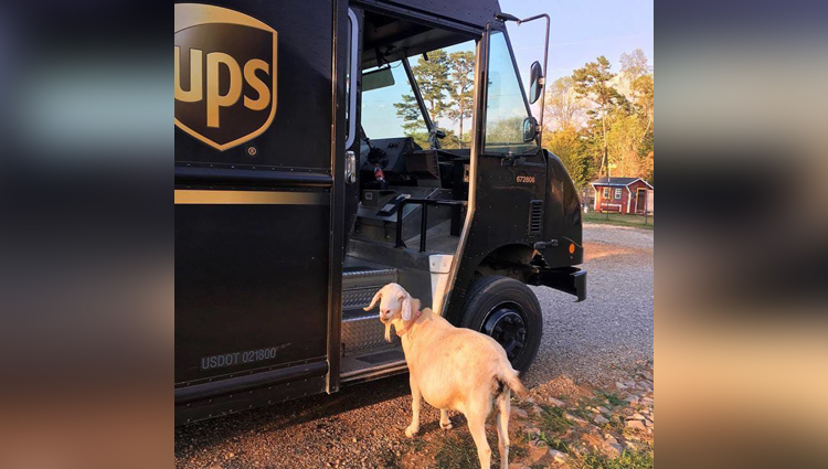 goat waiting for UPS man 