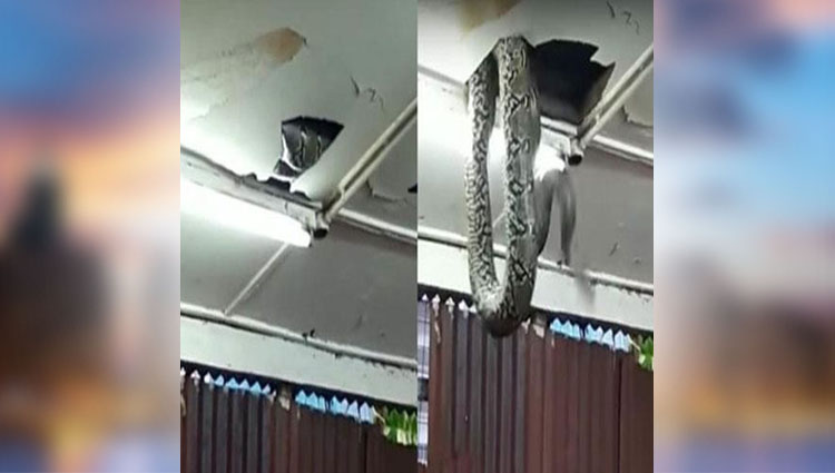 giant snake drops from ceiling