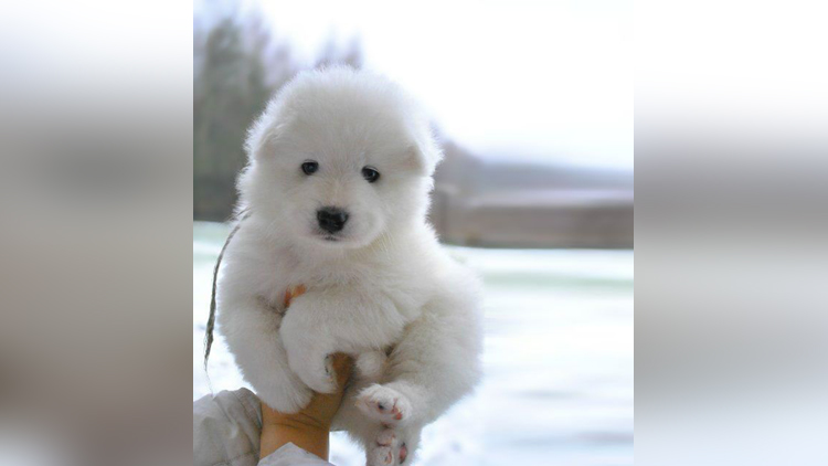 Samoyed Puppy