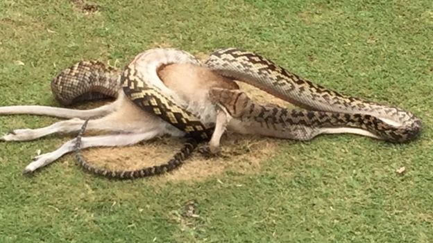 Python eats wallaby in Australian Golf Course