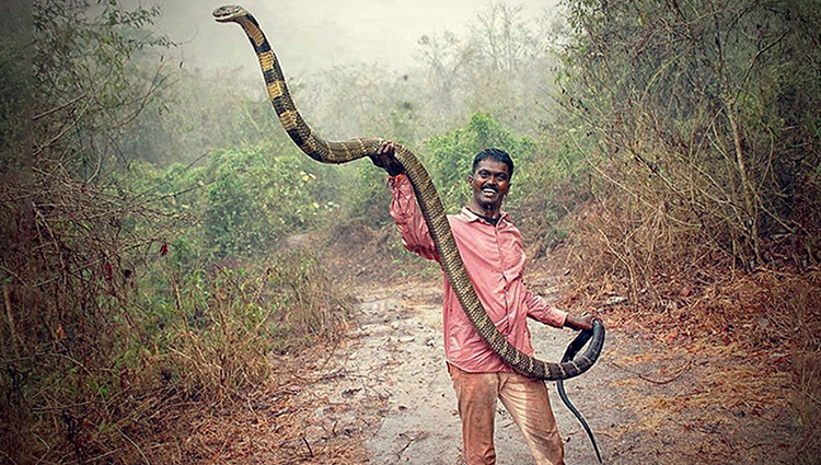 A Wildlife Conservationist Who Has Saved More Than 100 King Cobras