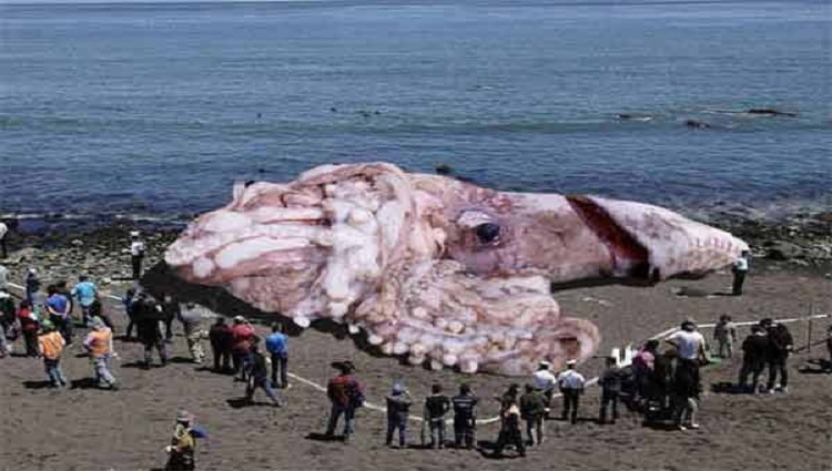 fake pic of A giant Squid