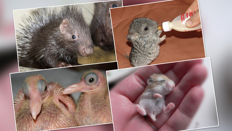 These Baby Animals Would Melt your Heart and Would Get you Rid of All the Blues! 