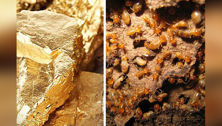 if you found anywhere Termite Mounds there may be gold study