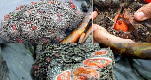  Chilensis Pyura viral pictures on social media