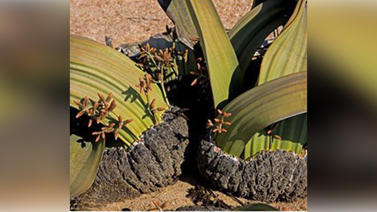 Tree Tumbo (welwitschia mirabilis)