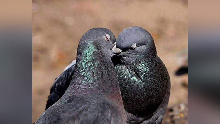 birds couple
