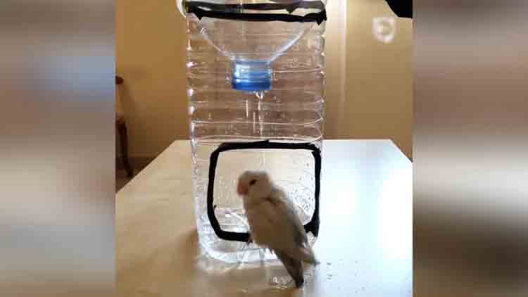 how to make a bird shower at home