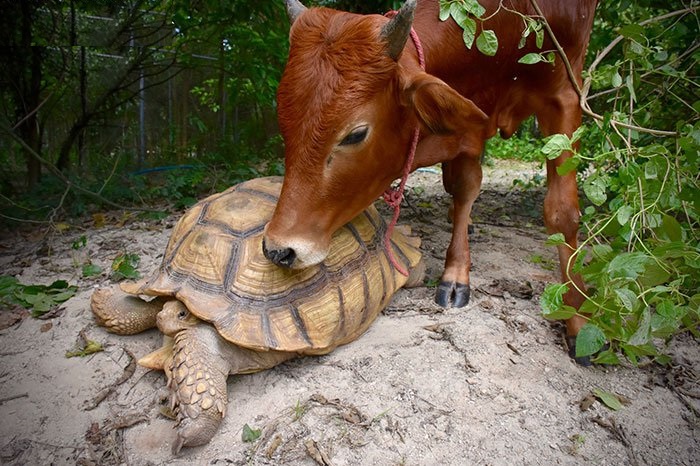 friendship of cow and tortoise