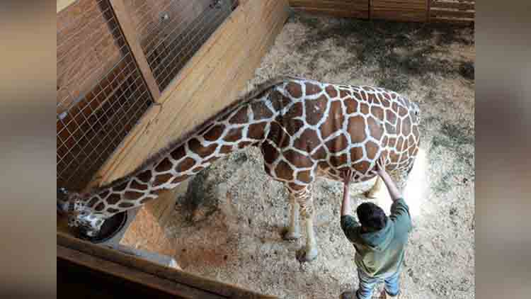 April The Giraffe Is Finally Giving Birth After Months Of Waiting 