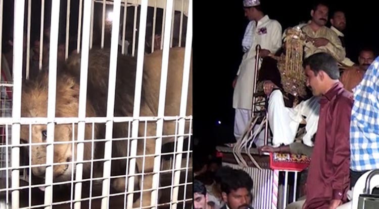 groom arrived on a caged lion