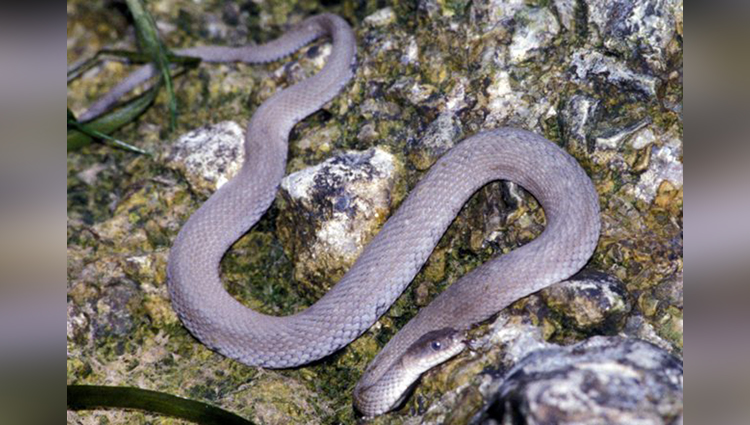  Lake Erie Water Snake 