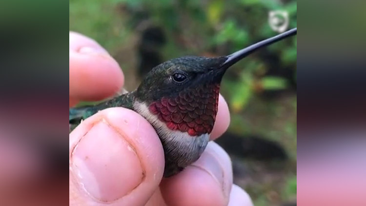 magical colors of hummingbirds