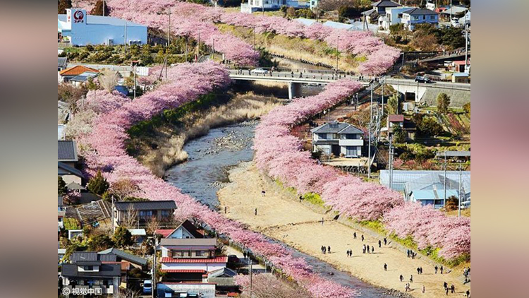 Japanese Town Welcomes Cherry Blossoms 