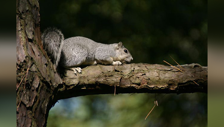 Delmarva Peninsula Fox Squirrel 
