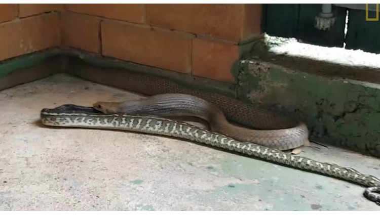 Venomous Snake Devours a Python Whole in This Rare Video