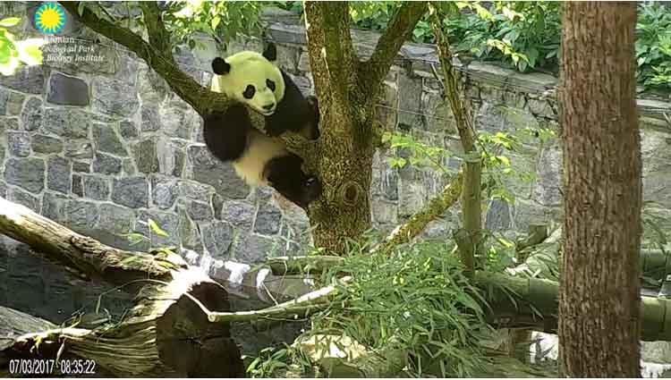 BeiBei is working on his dismounts out of the trees