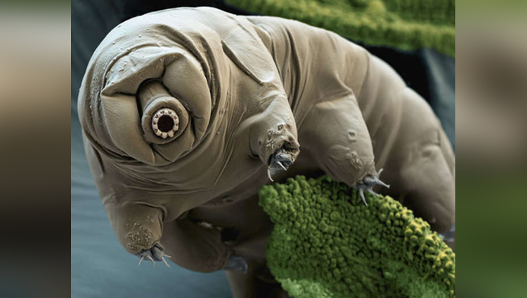 tardigrades the toughest animal 
