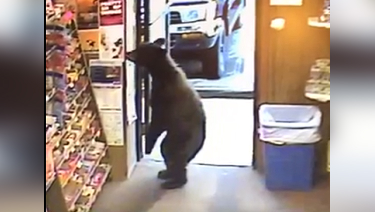 Bear walks into a liquor shop