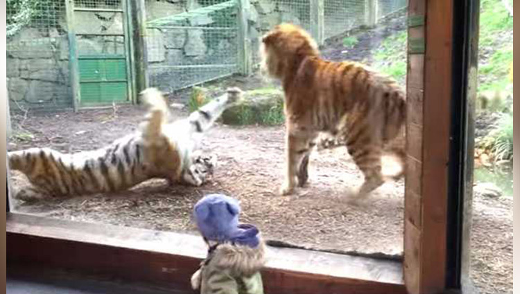 Dublin Zoo wake up call tiger fight