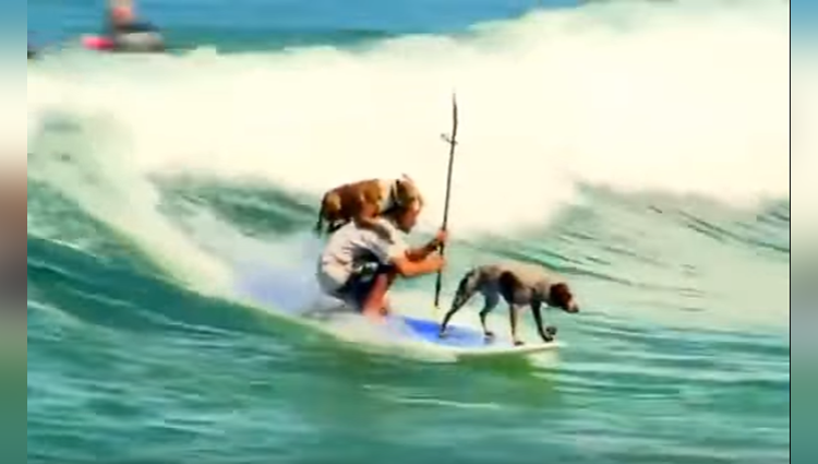 Surfing With Dogs Thats Really Cool