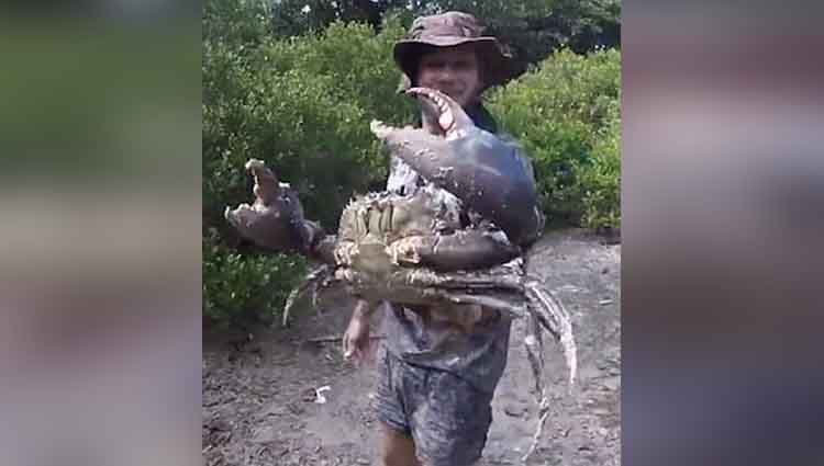 Man Captures Huge Crab in Queensland Australia