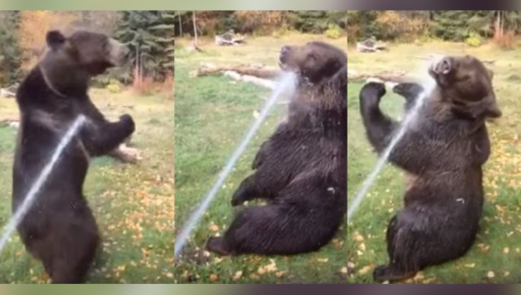 bear spending time playing with water sprinkler