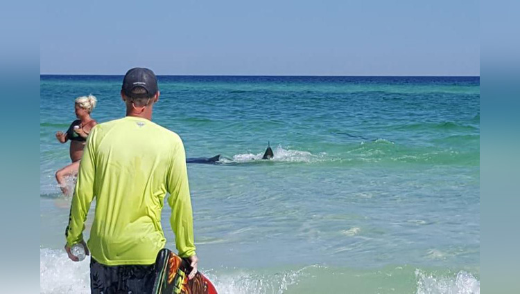 fighting sharks draw a crowd in shallow water at Florida beach
