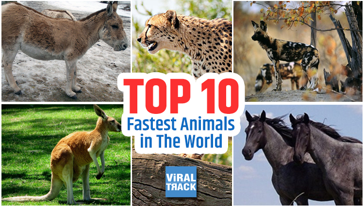 Top 10 fastest animals
