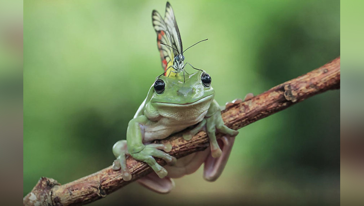 tanto yensen photography of frog