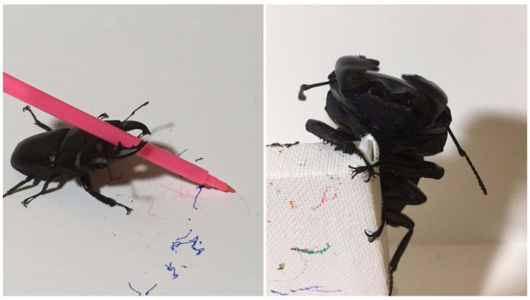 Meet Spike the Stag Beetle artist muse and star of Twitter