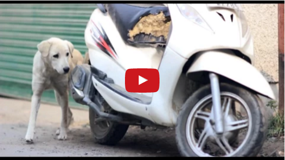 dogs love story made by imtiaz ali