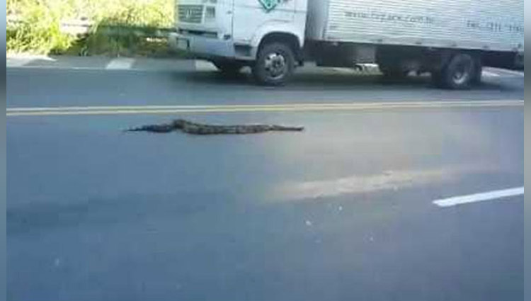 brave woman grabs anaconda from middle of brazilian road