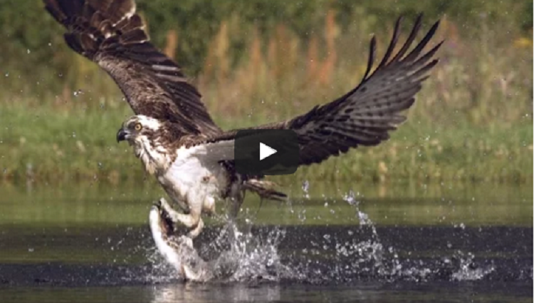 An osprey fishing in spectacular super slow motion Highlands Scotlands Wild Heart