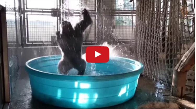 gorilla viral break dance
