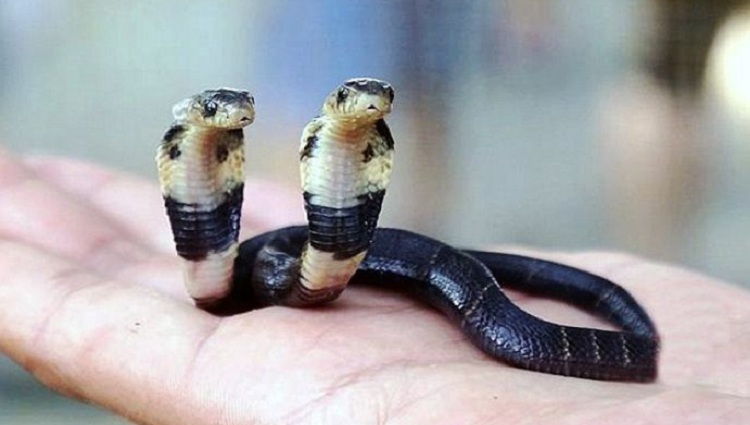 two hood cobra found in china